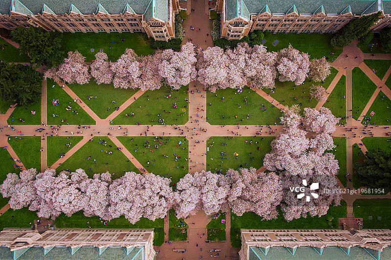 美国华盛顿大学庭院中盛开的树木图片素材