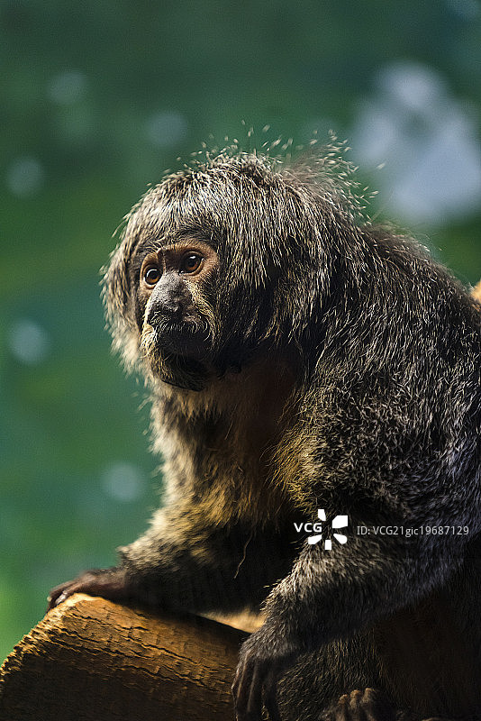 白面saki猴图片素材