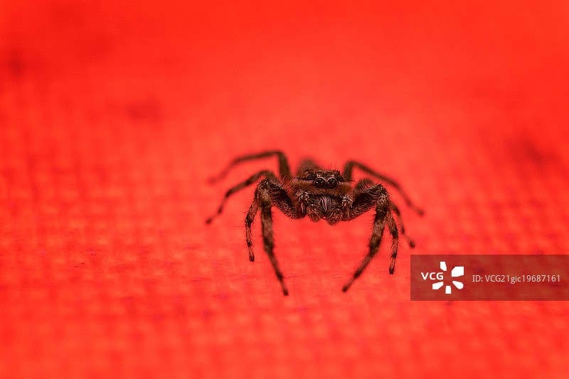 一只好奇地盯着镜头的跳蛛图片素材