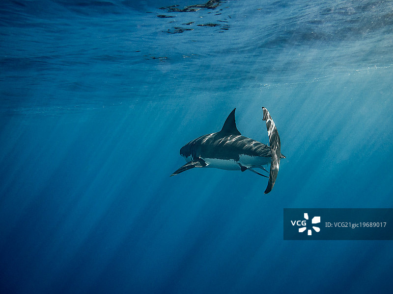 阳光下游泳的大白鲨图片素材