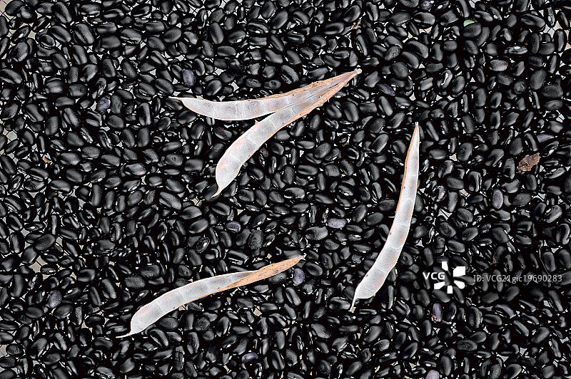 黑豆图片素材