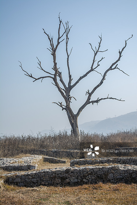 孤独的树图片素材