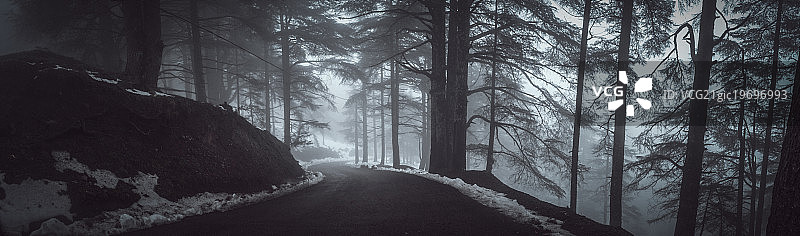 Chrea国家公园的黑暗森林，阿尔及利亚布利达图片素材