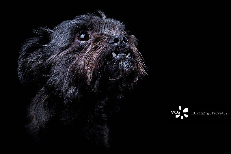 狗肖像图片素材