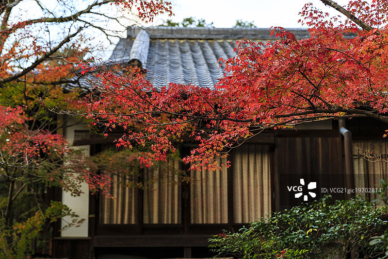 京都红叶图片素材
