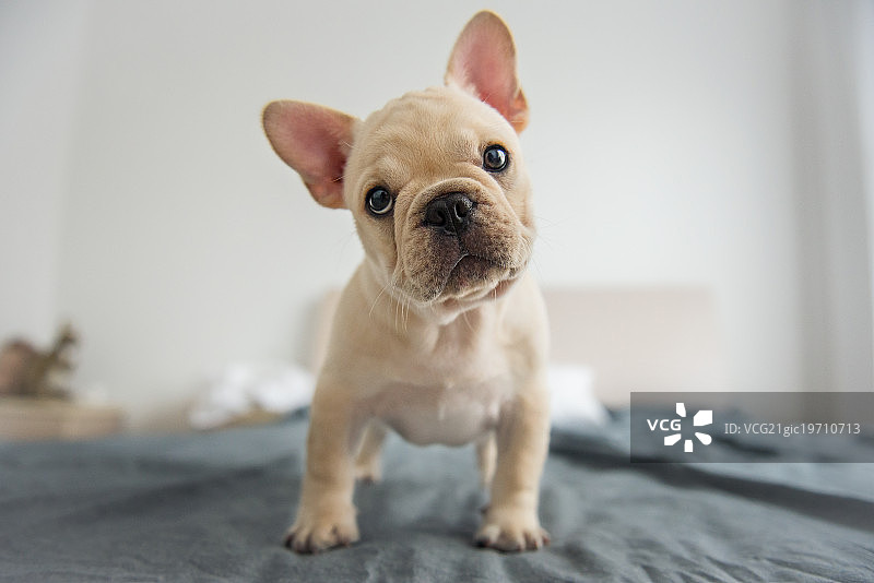法斗幼犬图片素材