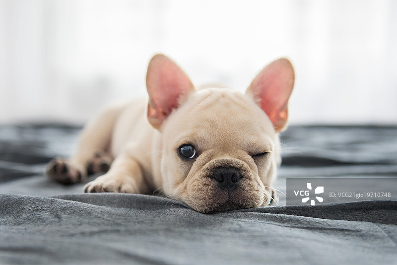 法斗幼犬图片素材