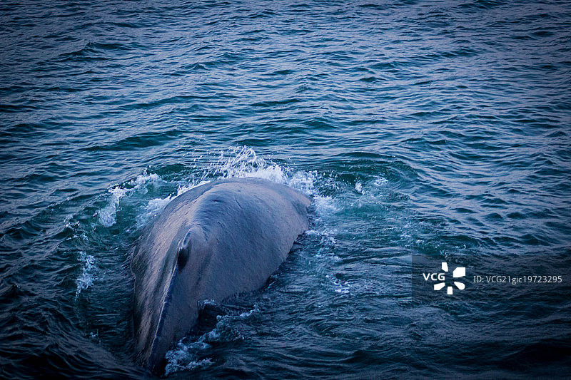 座头鲸图片素材