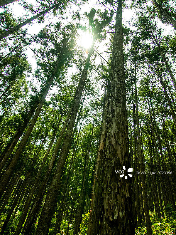 五月日本的世界遗产森林熊野古道图片素材