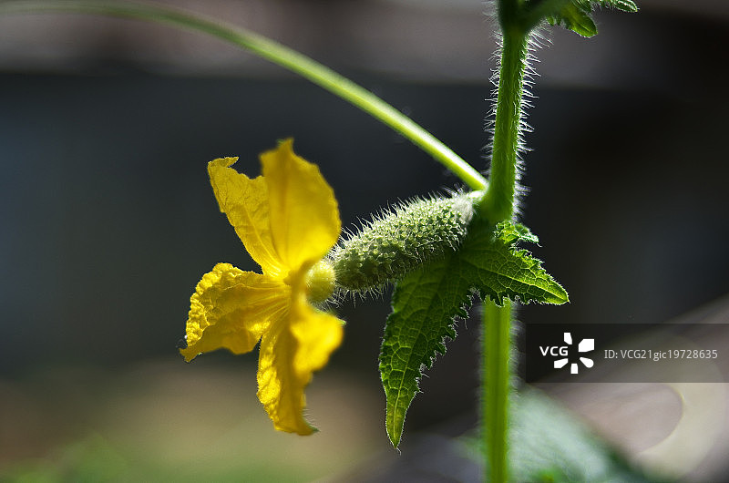 外星人图片素材
