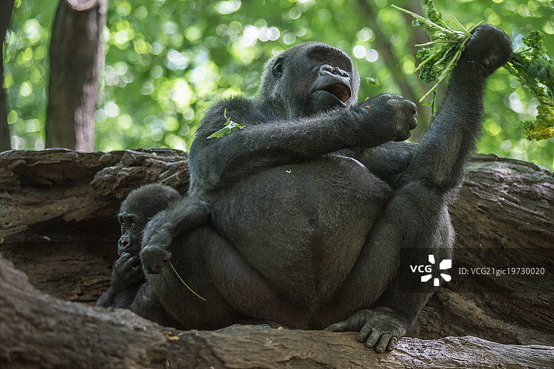 我也想吃东西！！图片素材