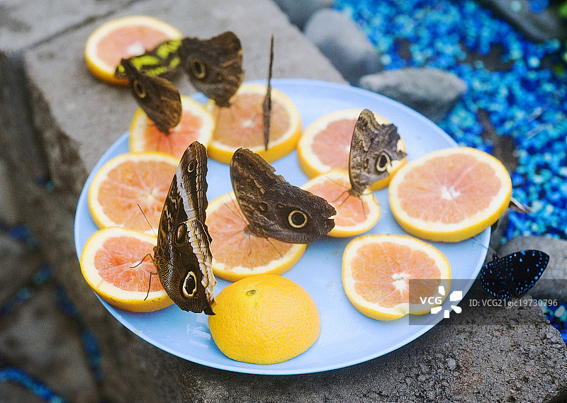 巨型猫头鹰蝴蝶以粉红色葡萄柚为食图片素材