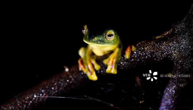 马拉巴滑翔蛙图片素材