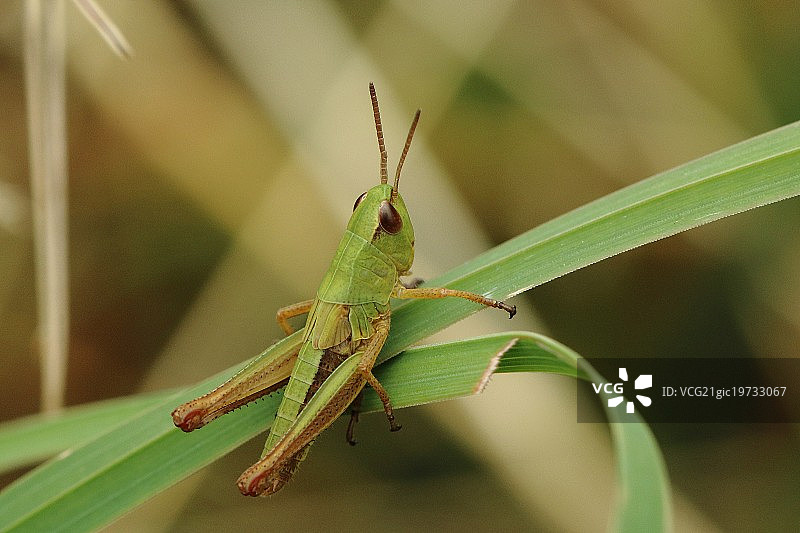 草地之王图片素材