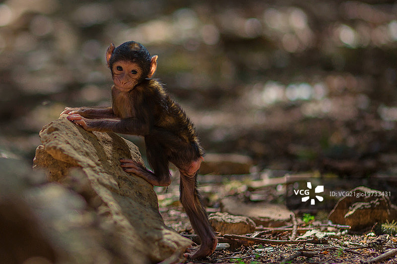 新生猴子凝视图片素材