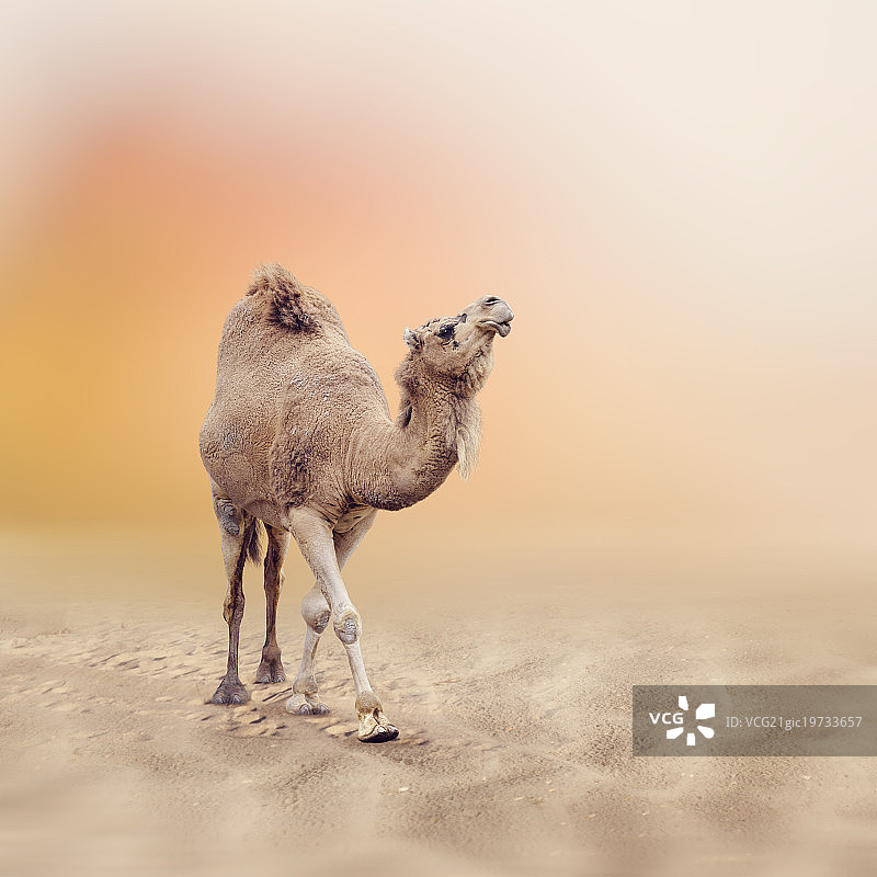 单峰骆驼图片素材