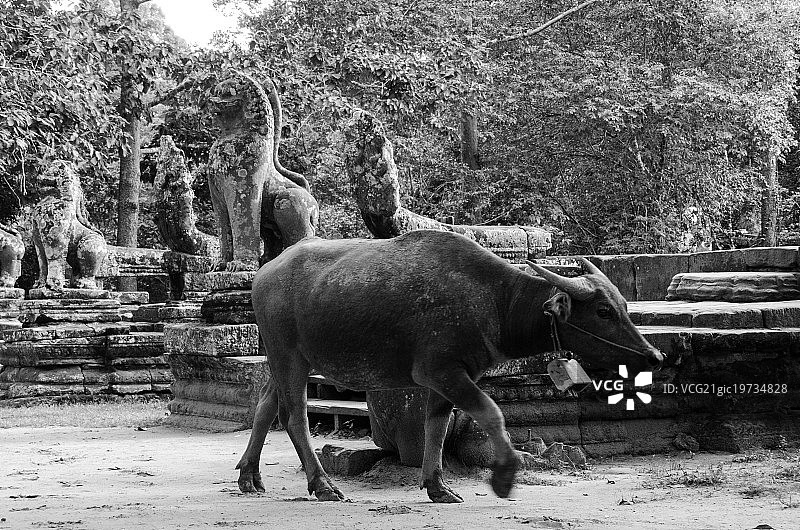 吴哥通王城周边图片素材