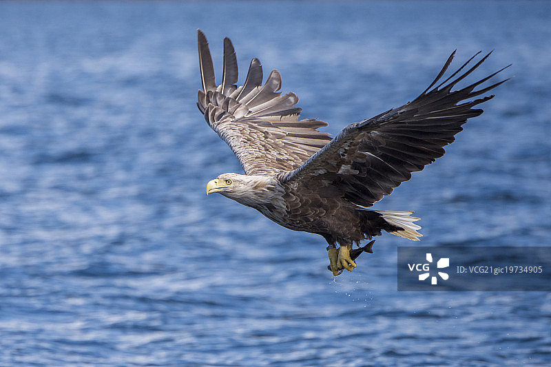 白尾海雕图片素材