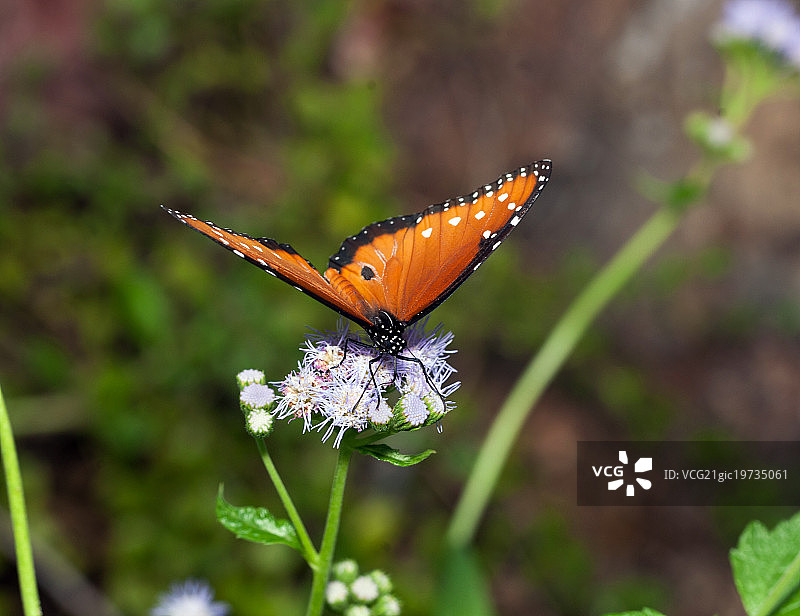 女王蝴蝶(Danaus gilippus)图片素材