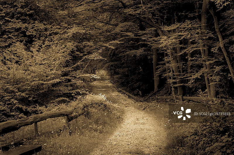 棕褐色森林景观图片素材