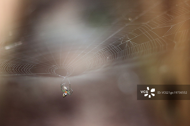 行动中的蜘蛛网图片素材