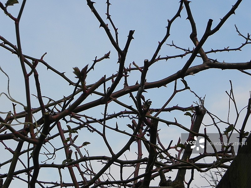 荆棘图片素材