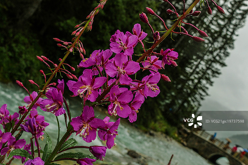 路易斯湖鲜花图片素材