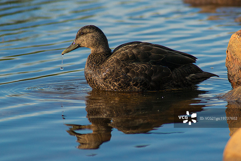 针尾鸭图片素材