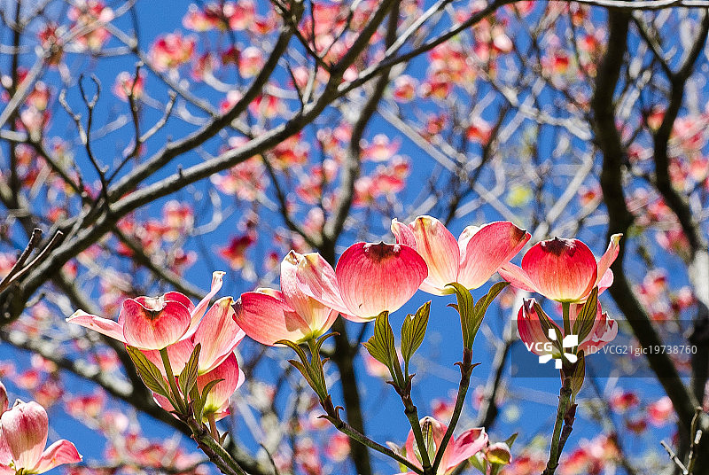 山茱萸花图片素材