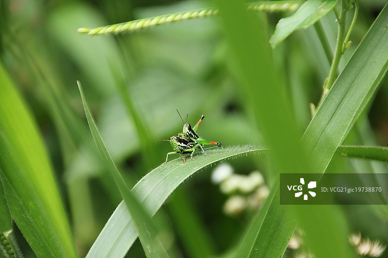 交配的蚱蜢图片素材