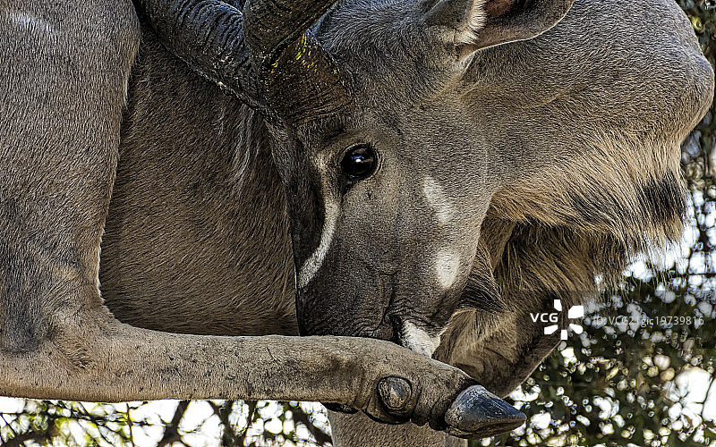 非洲大羚羊研究图片素材