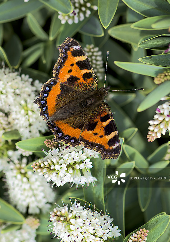 玳瑁凤蝶图片素材