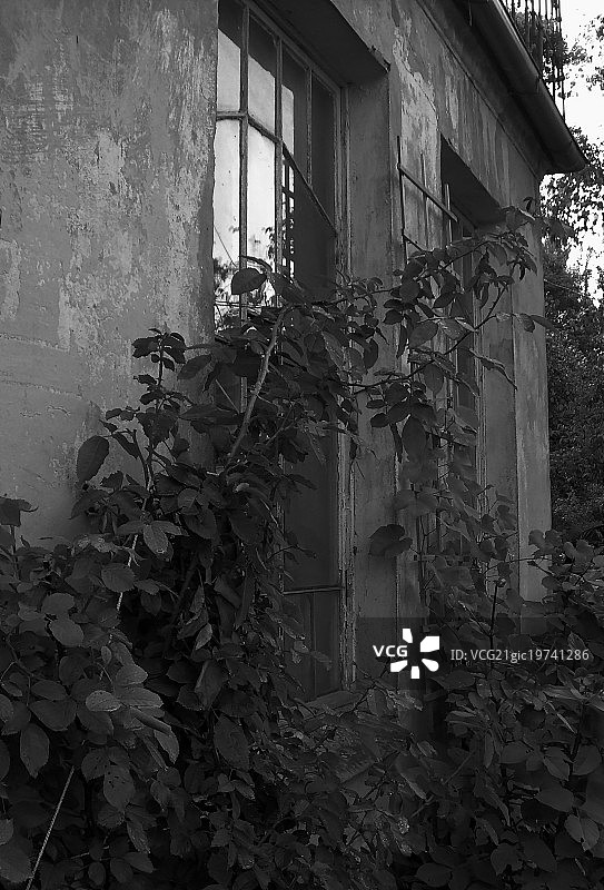 拉脱维亚的常春藤墙图片素材