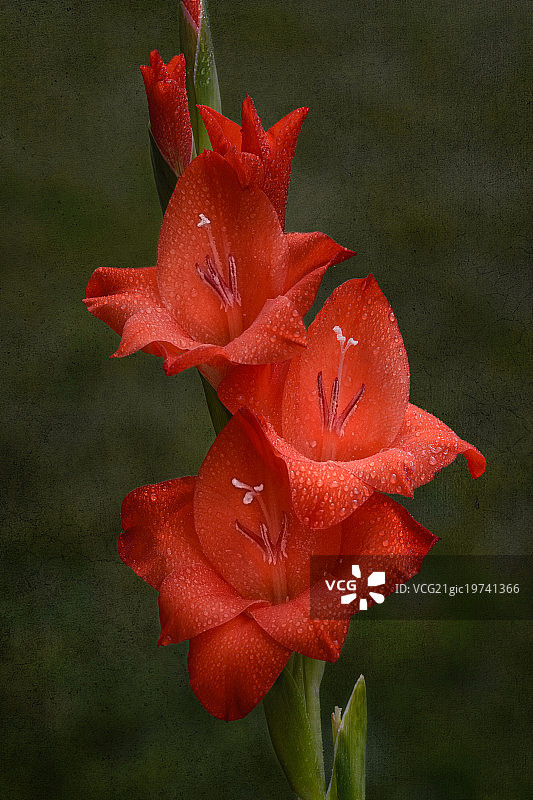 剑兰花II图片素材