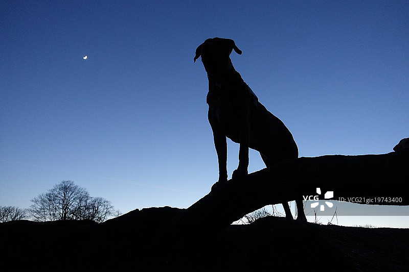 罗德西亚脊背犬 - 罗马图片素材
