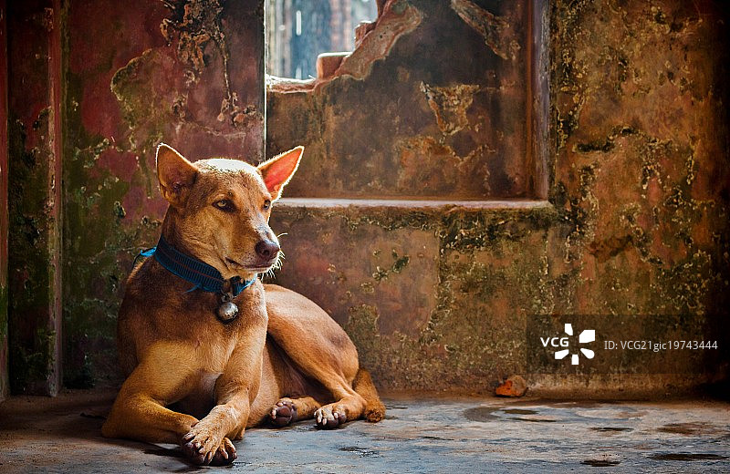 看门狗图片素材