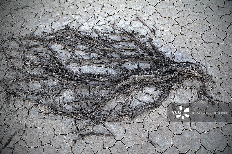 大型梭梭树图片素材