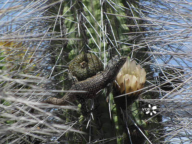 寻找蜜蜂图片素材