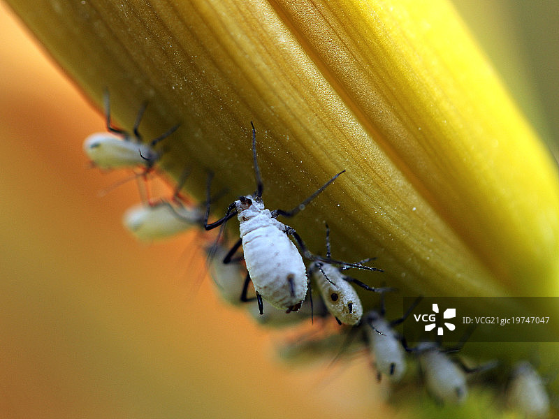 百合花下的螨虫图片素材