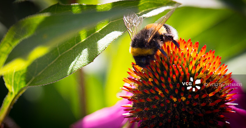 熊蜂与花朵图片素材
