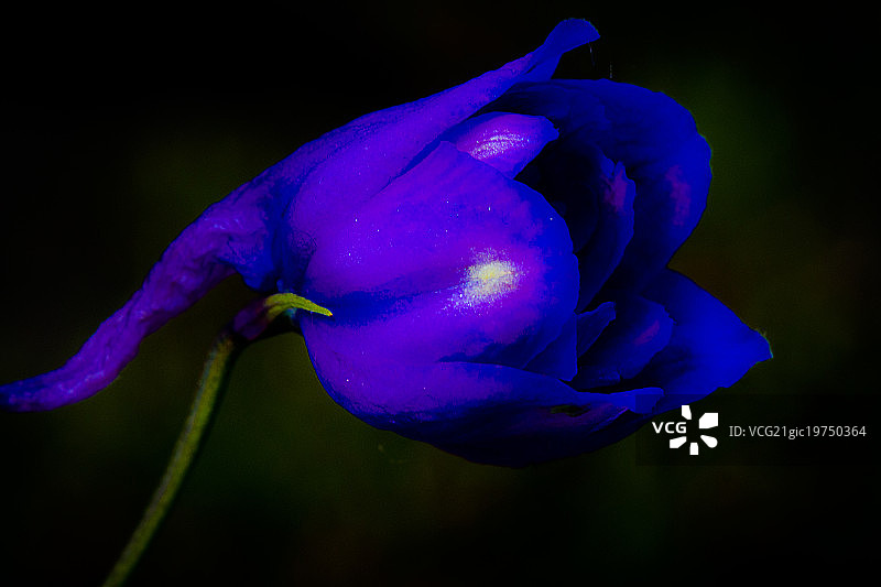 翠雀花图片素材