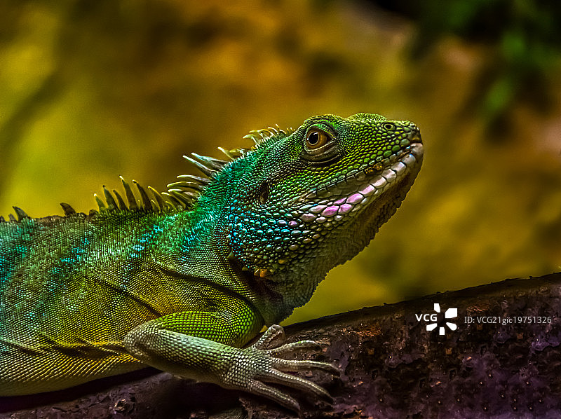 绿蜥蜴图片素材