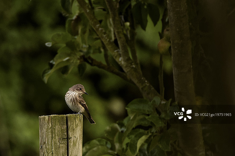斑姬鹟图片素材