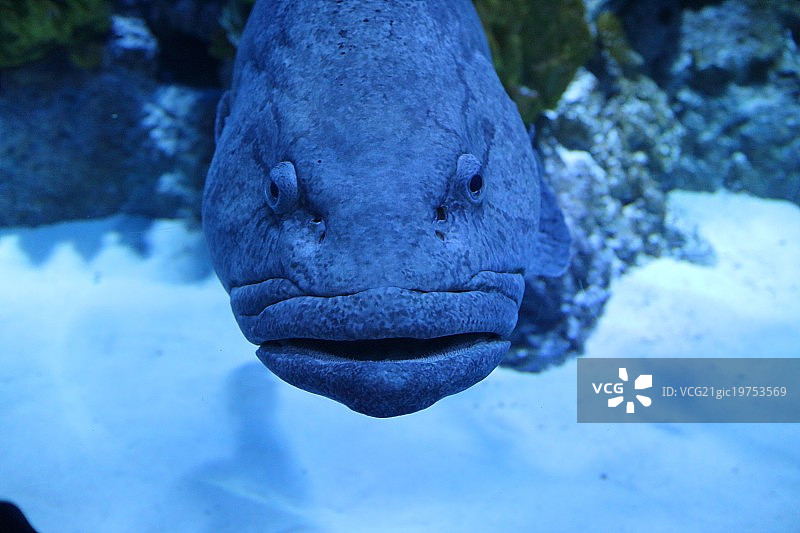 石头鱼图片素材