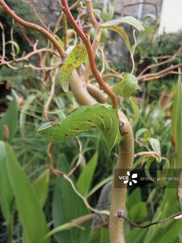 鹰蛾毛毛虫图片素材