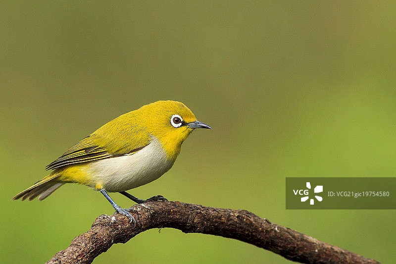 暗绿绣眼鸟图片素材