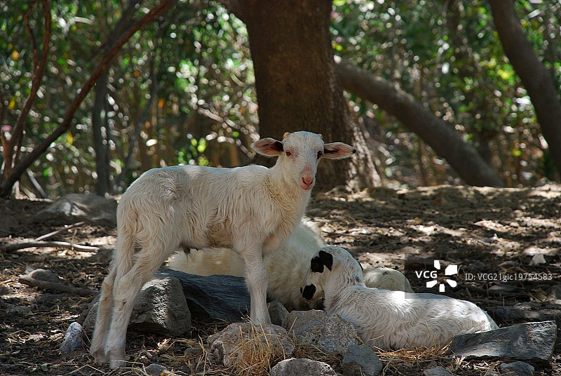 小羊羔图片素材