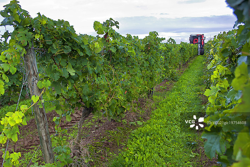 葡萄收获图片素材