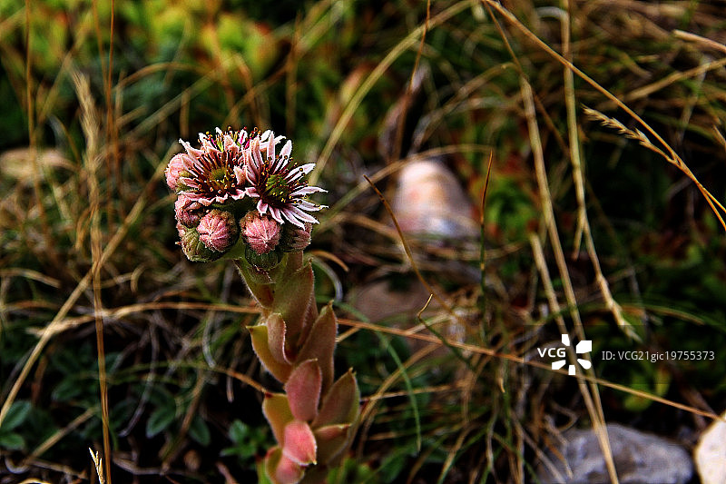 观音莲图片素材