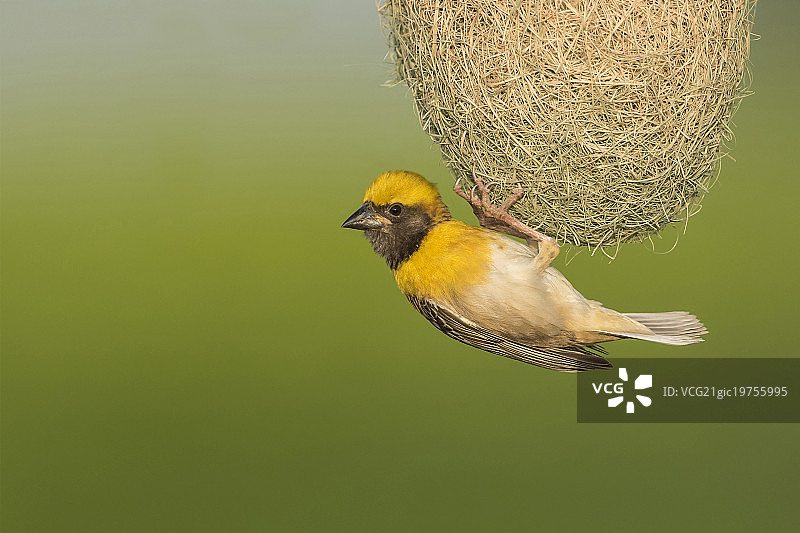 杂技织布鸟 - II图片素材